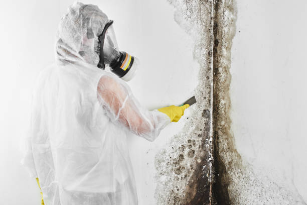 Mold Documentation for Insurance Claims in Woodland, WA