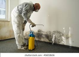 Mold Odor Removal Services in Woodland, WA